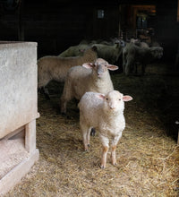 Harrisville Shear: Merino-Dorset DK