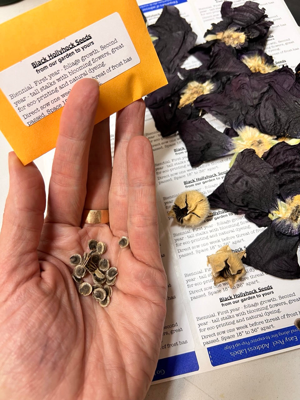 Black Hollyhock Seed Packet