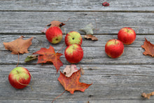 9.21.24 Felted Apples with Michelle Provençal